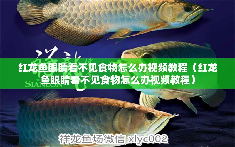 紅龍魚眼睛看不見食物怎么辦視頻教程（紅龍魚眼睛看不見食物怎么辦視頻教程）