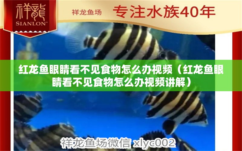 紅龍魚(yú)眼睛看不見(jiàn)食物怎么辦視頻（紅龍魚(yú)眼睛看不見(jiàn)食物怎么辦視頻講解） 印尼紅龍魚(yú)