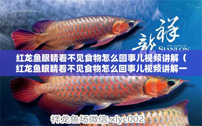 紅龍魚眼睛看不見食物怎么回事兒視頻講解（紅龍魚眼睛看不見食物怎么回事兒視頻講解一下）