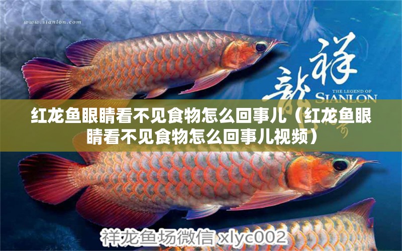 紅龍魚眼睛看不見食物怎么回事兒（紅龍魚眼睛看不見食物怎么回事兒視頻） 印尼紅龍魚