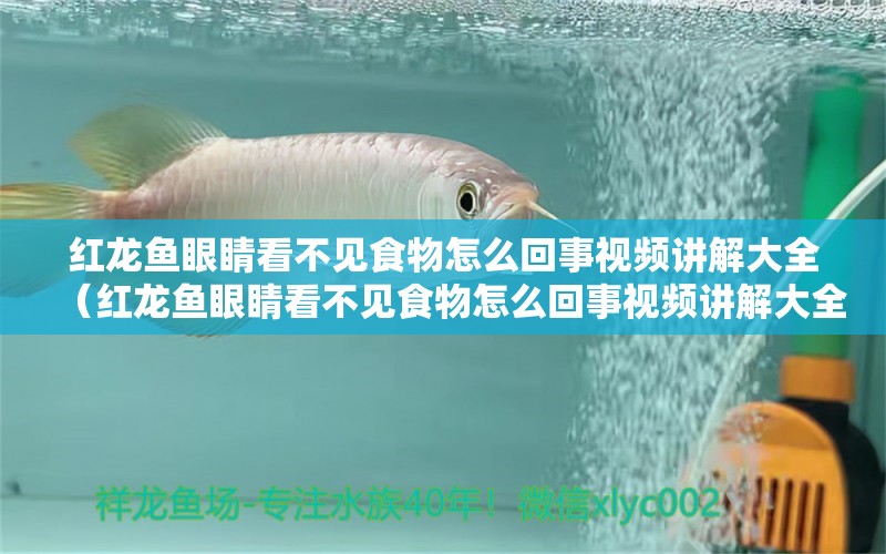 紅龍魚眼睛看不見食物怎么回事視頻講解大全（紅龍魚眼睛看不見食物怎么回事視頻講解大全圖片）