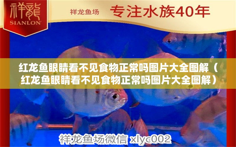 紅龍魚眼睛看不見食物正常嗎圖片大全圖解（紅龍魚眼睛看不見食物正常嗎圖片大全圖解）