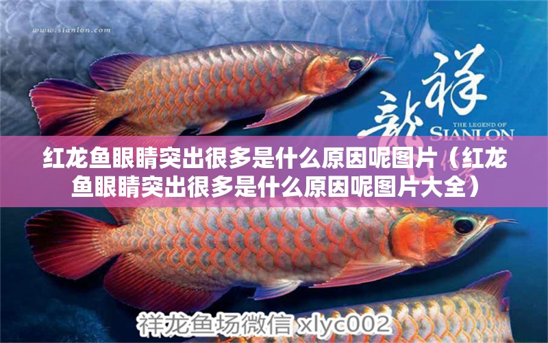 紅龍魚眼睛突出很多是什么原因呢圖片（紅龍魚眼睛突出很多是什么原因呢圖片大全） 印尼紅龍魚