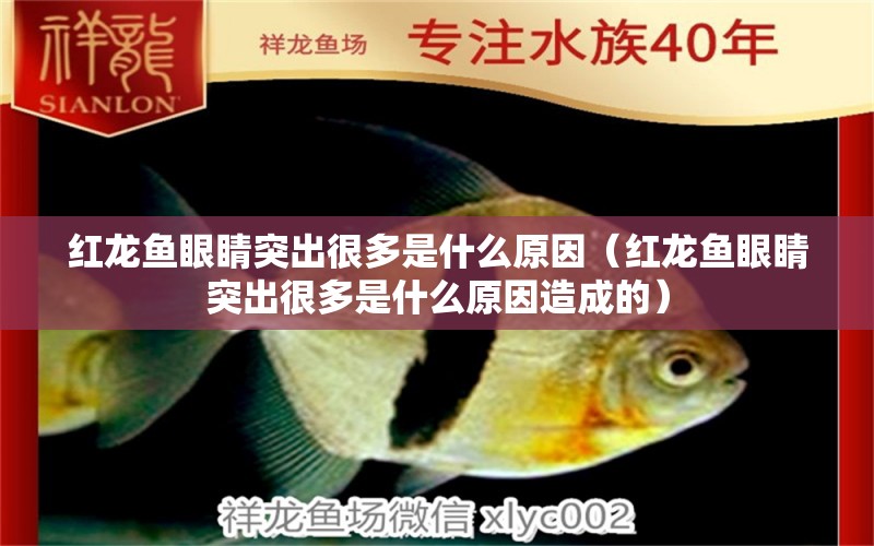 紅龍魚眼睛突出很多是什么原因（紅龍魚眼睛突出很多是什么原因造成的）