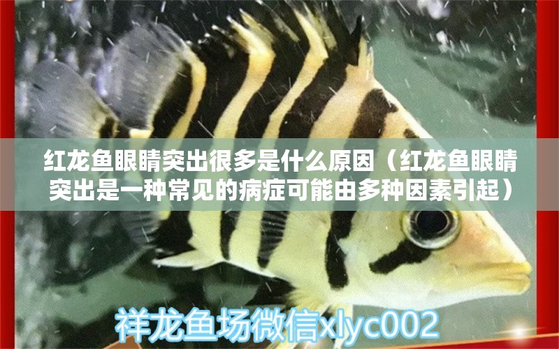 紅龍魚(yú)眼睛突出很多是什么原因（紅龍魚(yú)眼睛突出是一種常見(jiàn)的病癥可能由多種因素引起） 龍魚(yú)百科 第2張