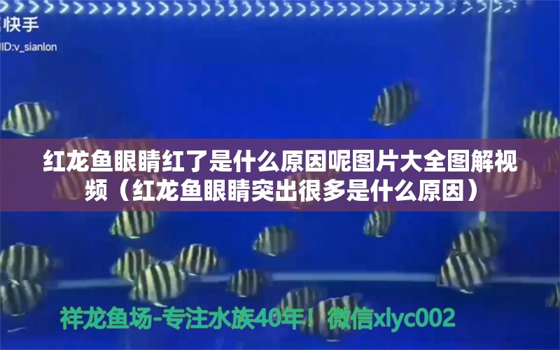 紅龍魚(yú)眼睛紅了是什么原因呢圖片大全圖解視頻（紅龍魚(yú)眼睛突出很多是什么原因）