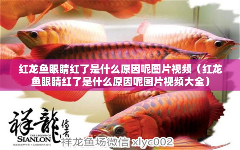 紅龍魚眼睛紅了是什么原因呢圖片視頻（紅龍魚眼睛紅了是什么原因呢圖片視頻大全） 印尼紅龍魚