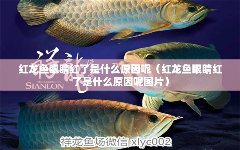 紅龍魚眼睛紅了是什么原因呢（紅龍魚眼睛紅了是什么原因呢圖片） 龍魚百科