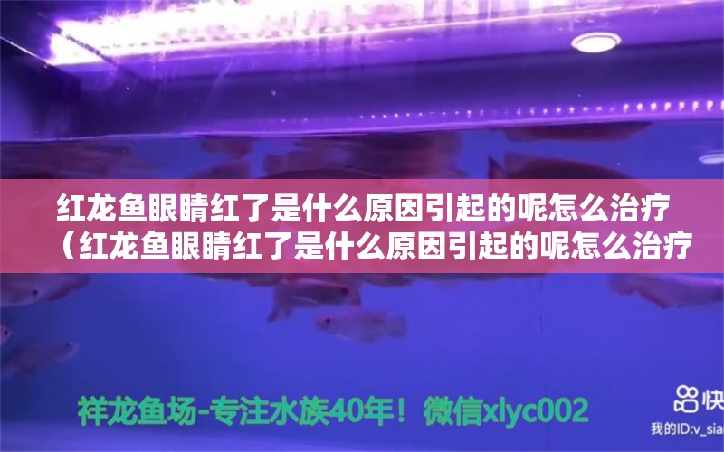 紅龍魚(yú)眼睛紅了是什么原因引起的呢怎么治療（紅龍魚(yú)眼睛紅了是什么原因引起的呢怎么治療）