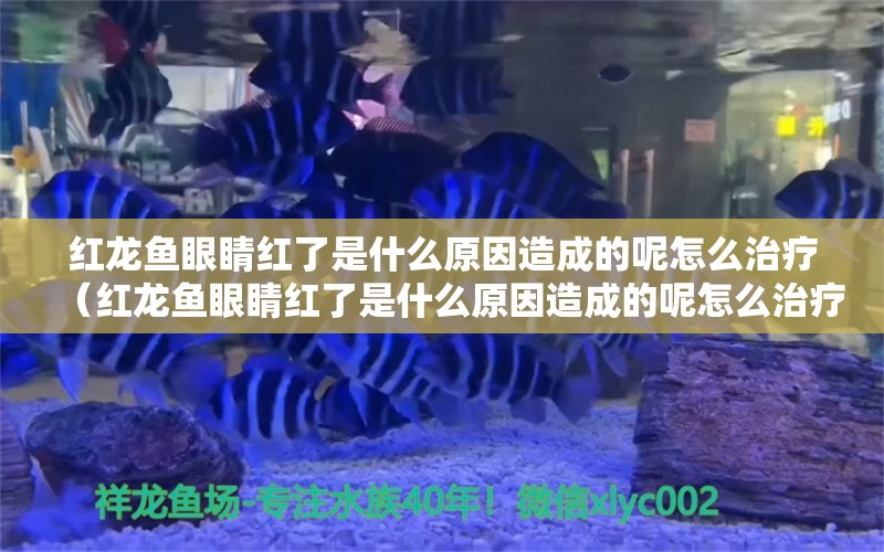 紅龍魚(yú)眼睛紅了是什么原因造成的呢怎么治療（紅龍魚(yú)眼睛紅了是什么原因造成的呢怎么治療）