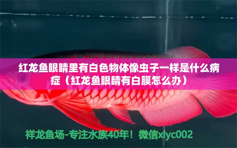 紅龍魚(yú)眼睛里有白色物體像蟲(chóng)子一樣是什么病癥（紅龍魚(yú)眼睛有白膜怎么辦） 龍魚(yú)百科