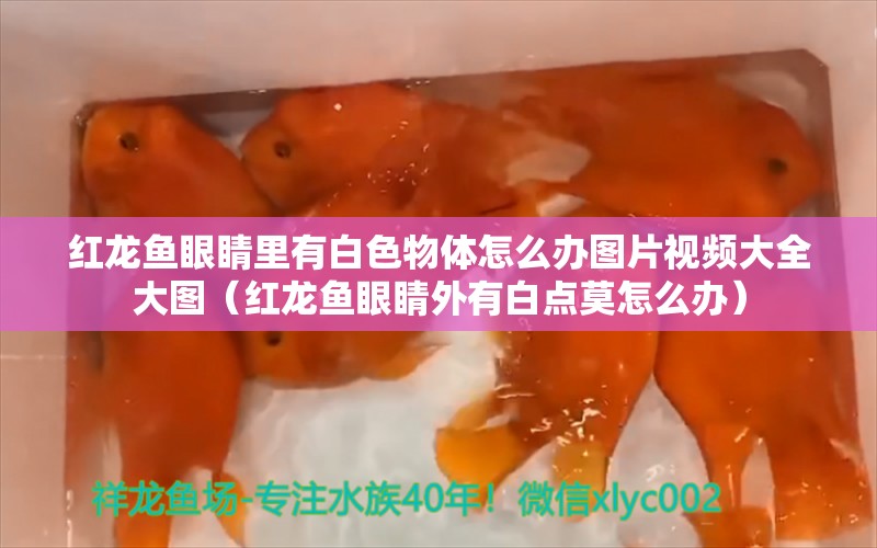 紅龍魚眼睛里有白色物體怎么辦圖片視頻大全大圖（紅龍魚眼睛外有白點莫怎么辦）