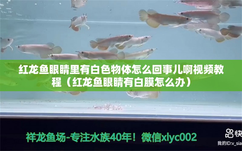 紅龍魚眼睛里有白色物體怎么回事兒啊視頻教程（紅龍魚眼睛有白膜怎么辦） 龍魚百科