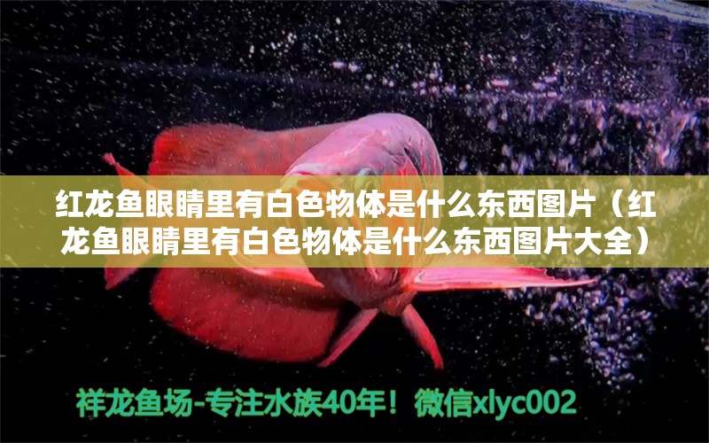 紅龍魚眼睛里有白色物體是什么東西圖片（紅龍魚眼睛里有白色物體是什么東西圖片大全） 印尼紅龍魚