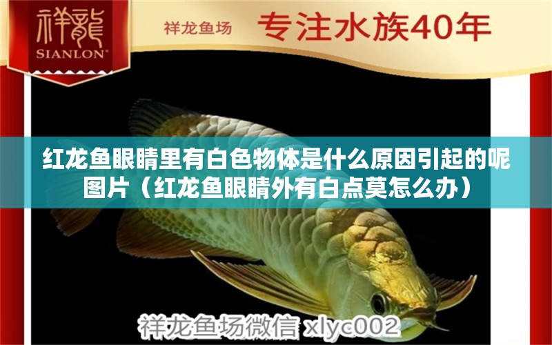 紅龍魚眼睛里有白色物體是什么原因引起的呢圖片（紅龍魚眼睛外有白點(diǎn)莫怎么辦）