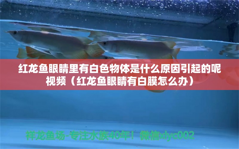 紅龍魚眼睛里有白色物體是什么原因引起的呢視頻（紅龍魚眼睛有白膜怎么辦） 龍魚百科