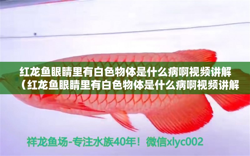 紅龍魚眼睛里有白色物體是什么病啊視頻講解（紅龍魚眼睛里有白色物體是什么病啊視頻講解）