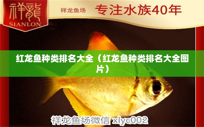 紅龍魚種類排名大全（紅龍魚種類排名大全圖片）