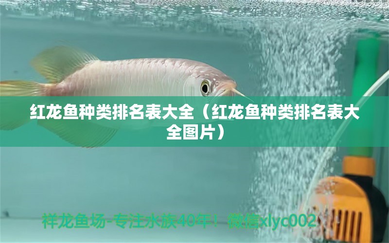 紅龍魚種類排名表大全（紅龍魚種類排名表大全圖片）