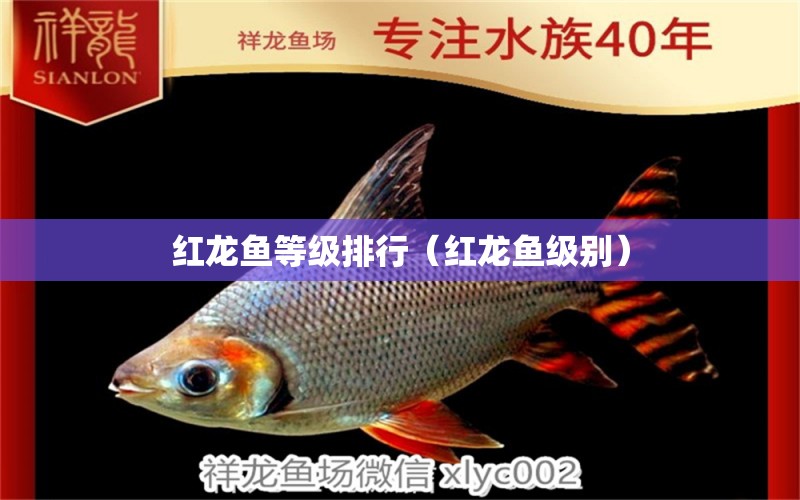 紅龍魚等級排行（紅龍魚級別） 印尼紅龍魚