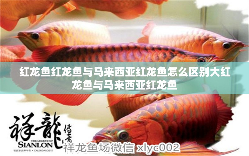 紅龍魚紅龍魚與馬來(lái)西亞紅龍魚怎么區(qū)別大紅龍魚與馬來(lái)西亞紅龍魚 養(yǎng)魚知識(shí) 第1張