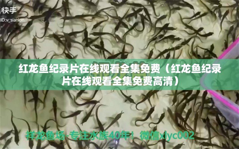 紅龍魚紀(jì)錄片在線觀看全集免費(fèi)（紅龍魚紀(jì)錄片在線觀看全集免費(fèi)高清）