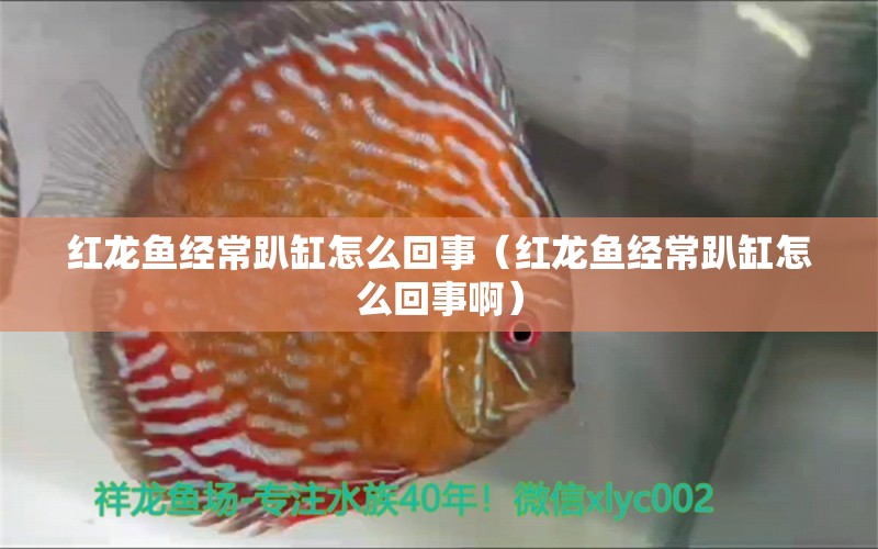 紅龍魚(yú)經(jīng)常趴缸怎么回事（紅龍魚(yú)經(jīng)常趴缸怎么回事?。? title=