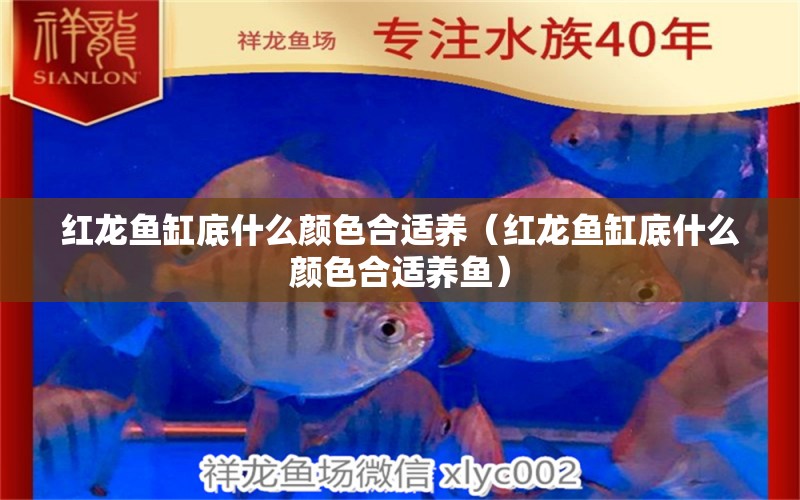 紅龍魚缸底什么顏色合適養(yǎng)（紅龍魚缸底什么顏色合適養(yǎng)魚）