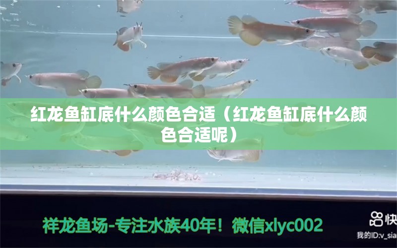 紅龍魚缸底什么顏色合適（紅龍魚缸底什么顏色合適呢）