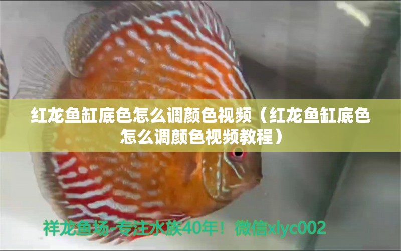 紅龍魚缸底色怎么調(diào)顏色視頻（紅龍魚缸底色怎么調(diào)顏色視頻教程）