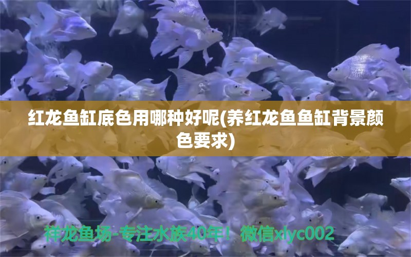 紅龍魚缸底色用哪種好呢(養(yǎng)紅龍魚魚缸背景顏色要求) 觀賞魚水族批發(fā)市場