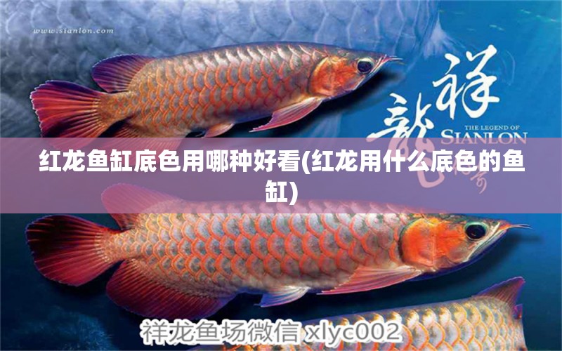 紅龍魚缸底色用哪種好看(紅龍用什么底色的魚缸) 觀賞蝦蟹等飼料