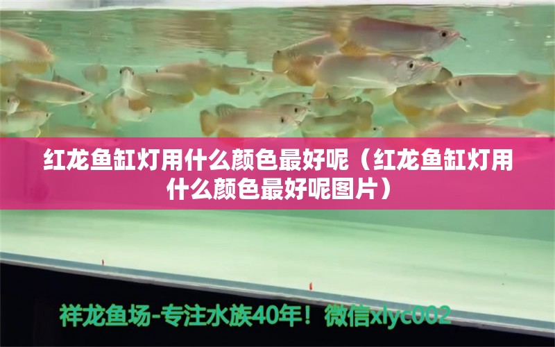 紅龍魚缸燈用什么顏色最好呢（紅龍魚缸燈用什么顏色最好呢圖片） 印尼紅龍魚