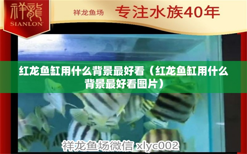 紅龍魚(yú)缸用什么背景最好看（紅龍魚(yú)缸用什么背景最好看圖片） 印尼紅龍魚(yú)