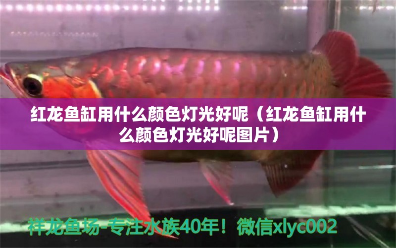 紅龍魚缸用什么顏色燈光好呢（紅龍魚缸用什么顏色燈光好呢圖片） 印尼紅龍魚