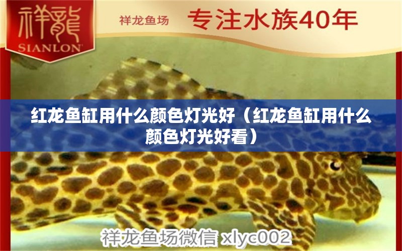 紅龍魚缸用什么顏色燈光好（紅龍魚缸用什么顏色燈光好看）