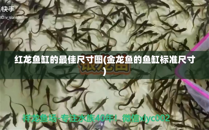 紅龍魚缸的最佳尺寸圖(金龍魚的魚缸標(biāo)準(zhǔn)尺寸) 喂食器