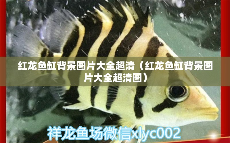 紅龍魚(yú)缸背景圖片大全超清（紅龍魚(yú)缸背景圖片大全超清圖）