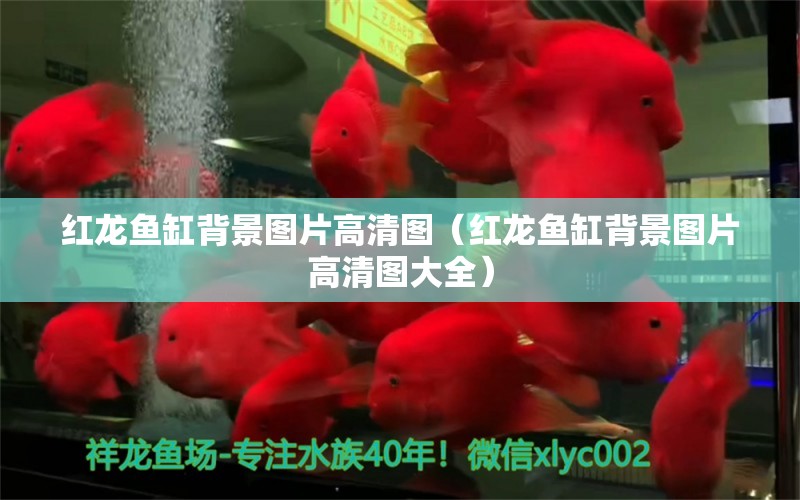 紅龍魚缸背景圖片高清圖（紅龍魚缸背景圖片高清圖大全）