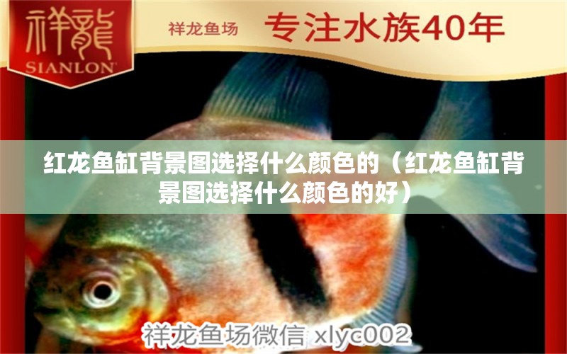 紅龍魚缸背景圖選擇什么顏色的（紅龍魚缸背景圖選擇什么顏色的好）