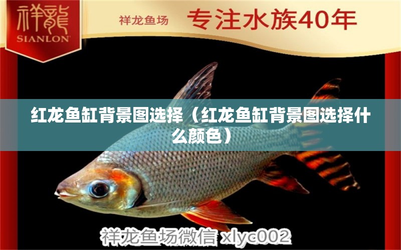 紅龍魚缸背景圖選擇（紅龍魚缸背景圖選擇什么顏色）