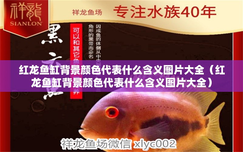 紅龍魚缸背景顏色代表什么含義圖片大全（紅龍魚缸背景顏色代表什么含義圖片大全）