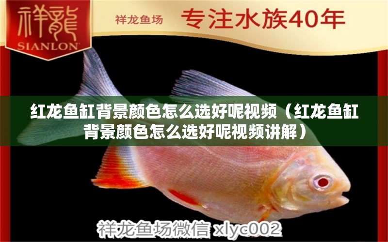 紅龍魚缸背景顏色怎么選好呢視頻（紅龍魚缸背景顏色怎么選好呢視頻講解）