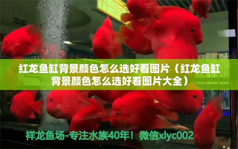 紅龍魚缸背景顏色怎么選好看圖片（紅龍魚缸背景顏色怎么選好看圖片大全）