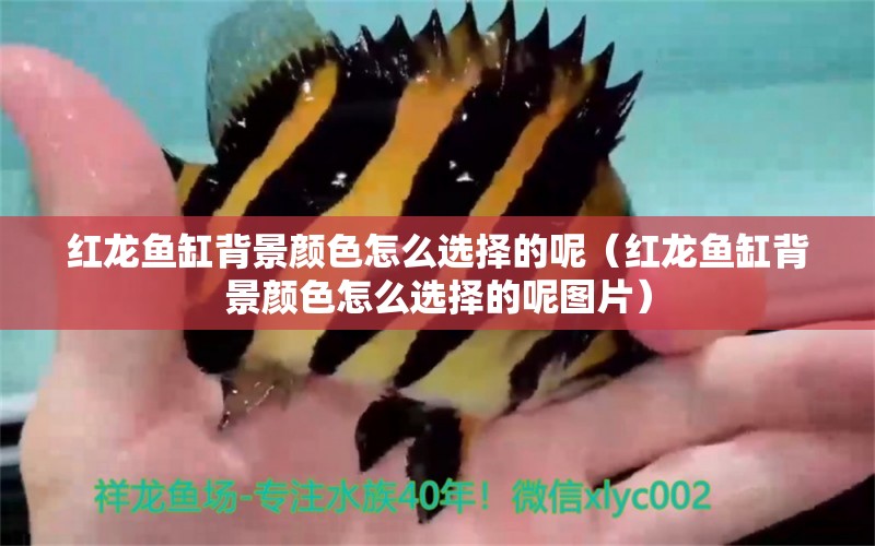 紅龍魚缸背景顏色怎么選擇的呢（紅龍魚缸背景顏色怎么選擇的呢圖片）