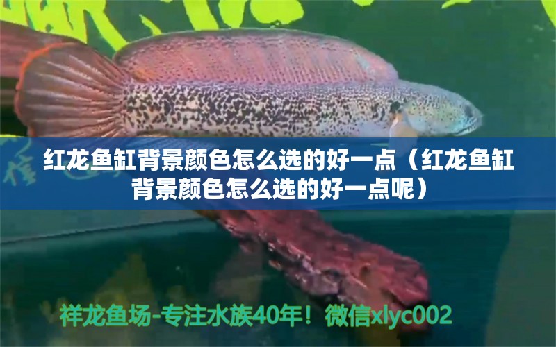 紅龍魚缸背景顏色怎么選的好一點（紅龍魚缸背景顏色怎么選的好一點呢）