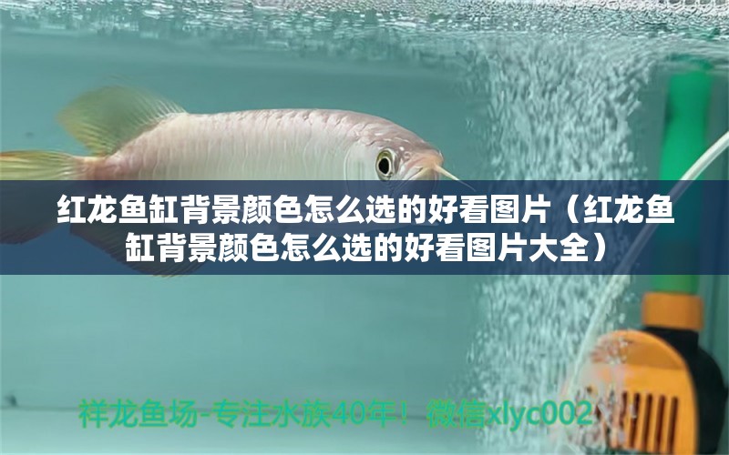 紅龍魚缸背景顏色怎么選的好看圖片（紅龍魚缸背景顏色怎么選的好看圖片大全）