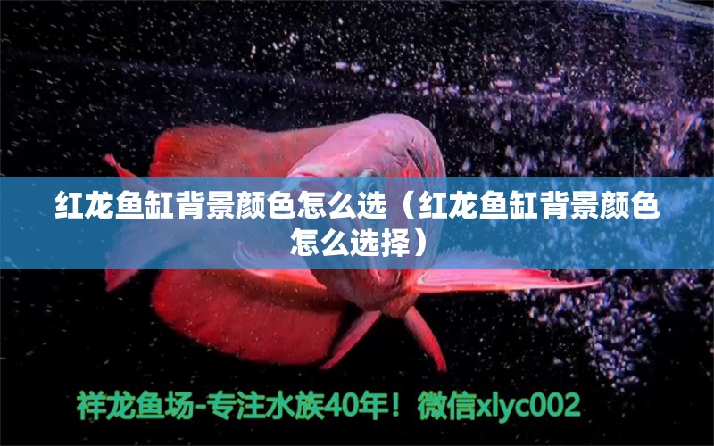 紅龍魚缸背景顏色怎么選（紅龍魚缸背景顏色怎么選擇） 龍魚百科