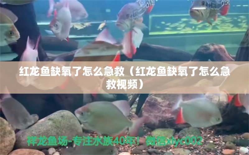 紅龍魚缺氧了怎么急救（紅龍魚缺氧了怎么急救視頻）