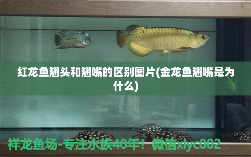 紅龍魚翹頭和翹嘴的區(qū)別圖片(金龍魚翹嘴是為什么) 熱帶魚魚苗批發(fā)